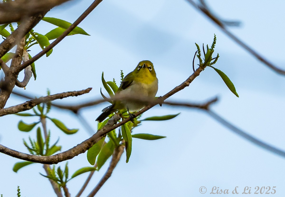 Ashy-bellied White-eye - ML643533443