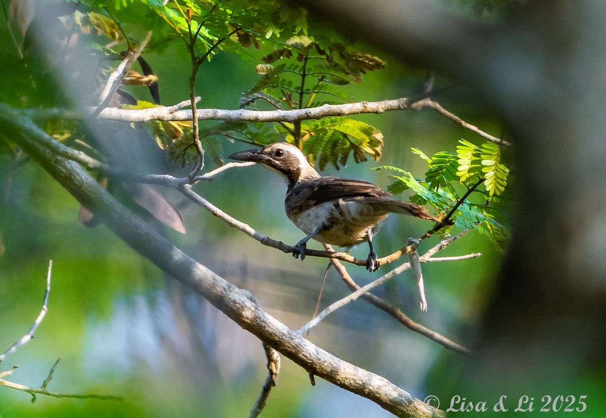 Timor Oriole - ML643533451