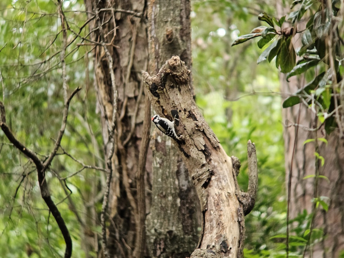 Downy Woodpecker - ML643533471