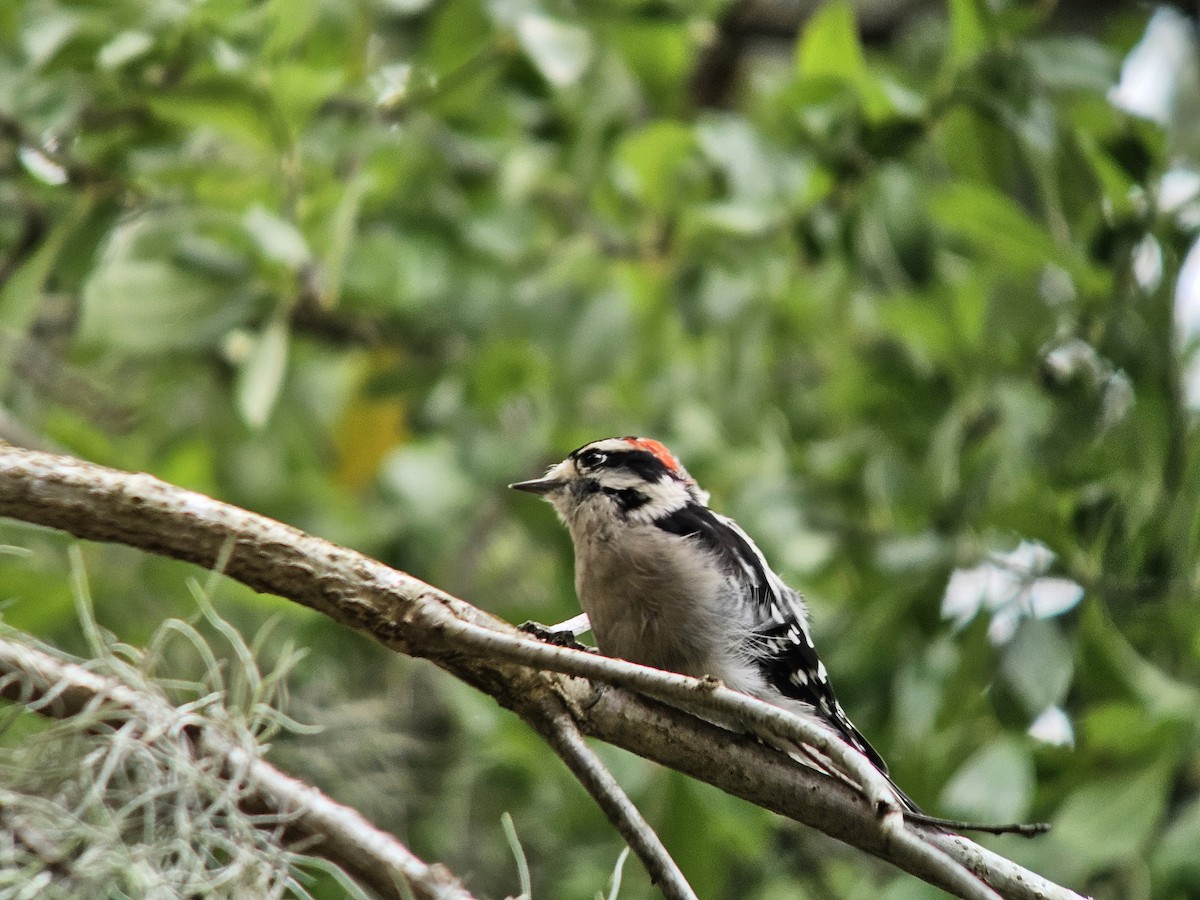 Downy Woodpecker - ML643533472