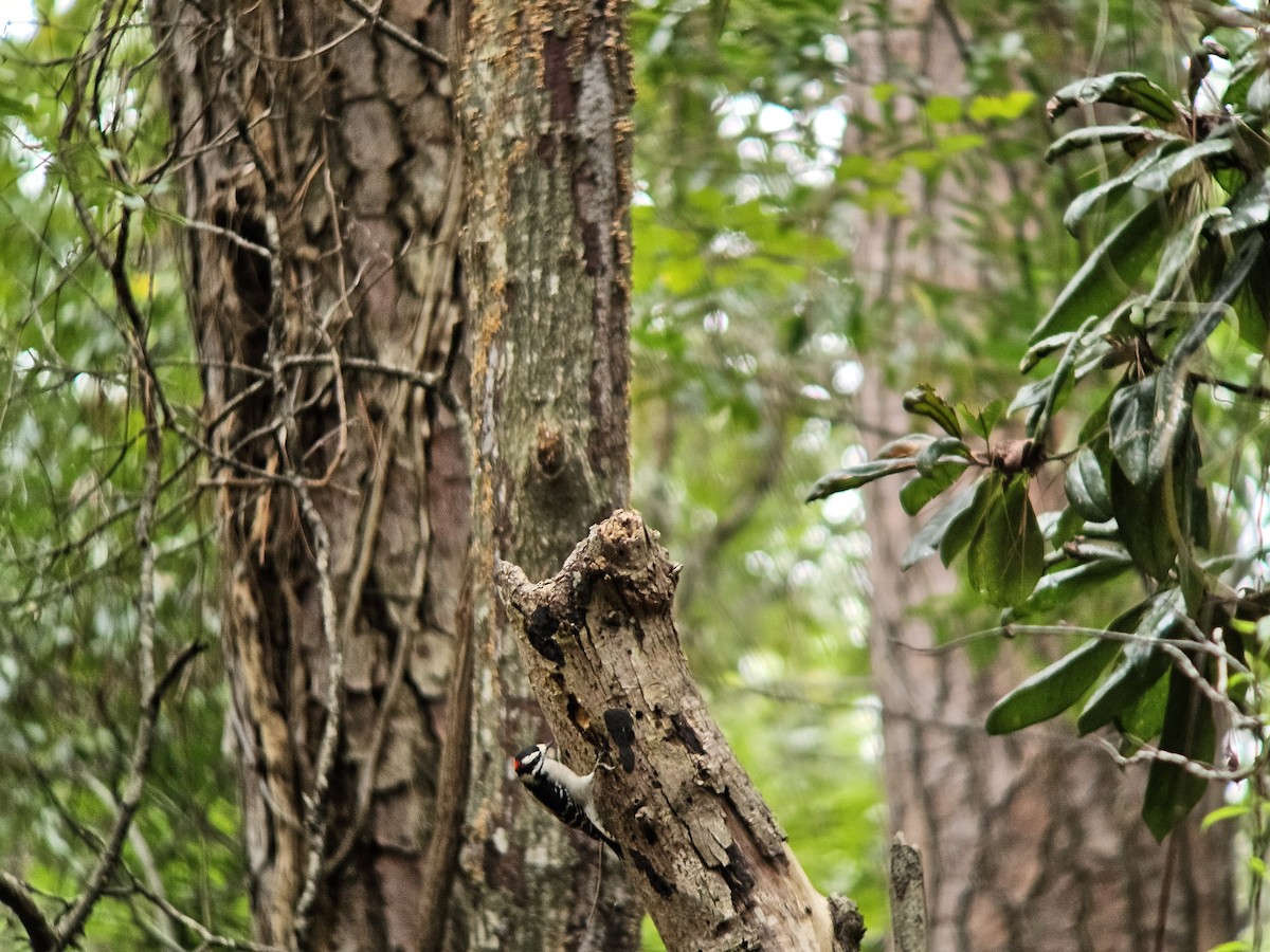Downy Woodpecker - ML643533474