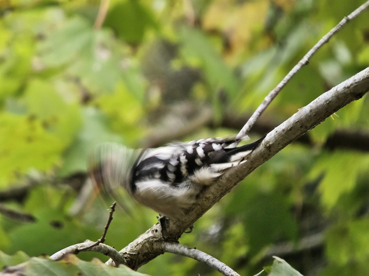 Downy Woodpecker - ML643533476
