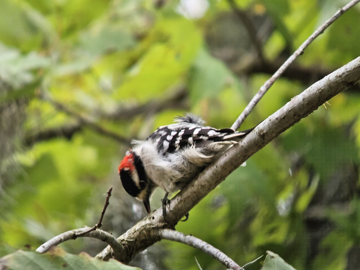 Downy Woodpecker - ML643533478