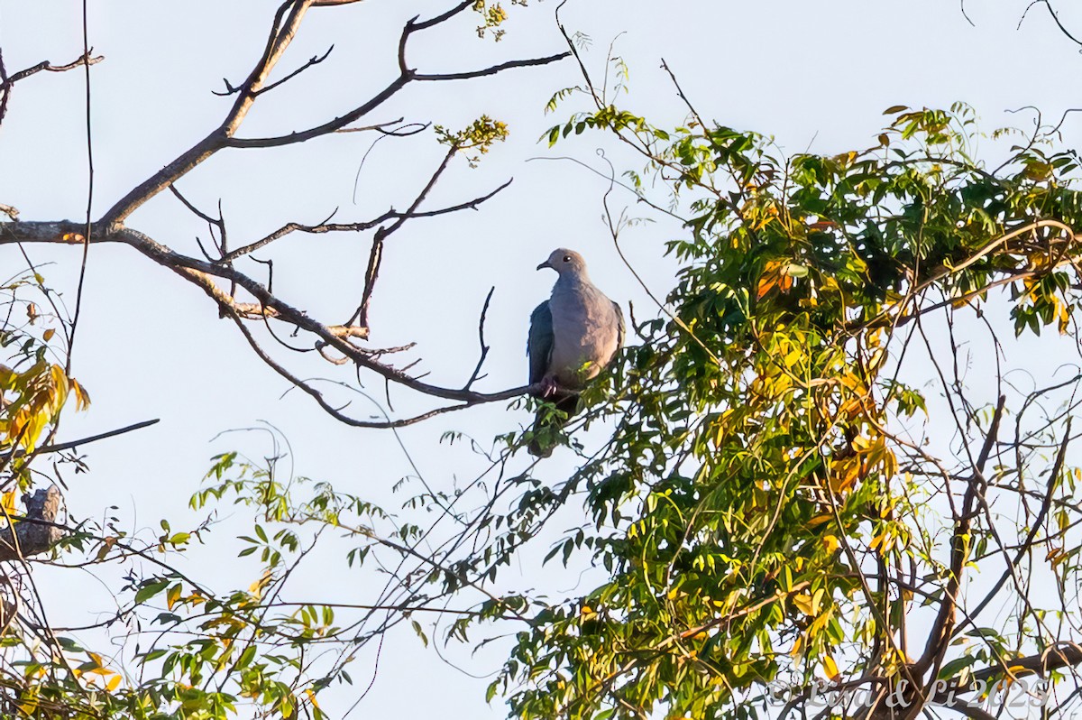 Pink-headed Imperial-Pigeon - ML643533483