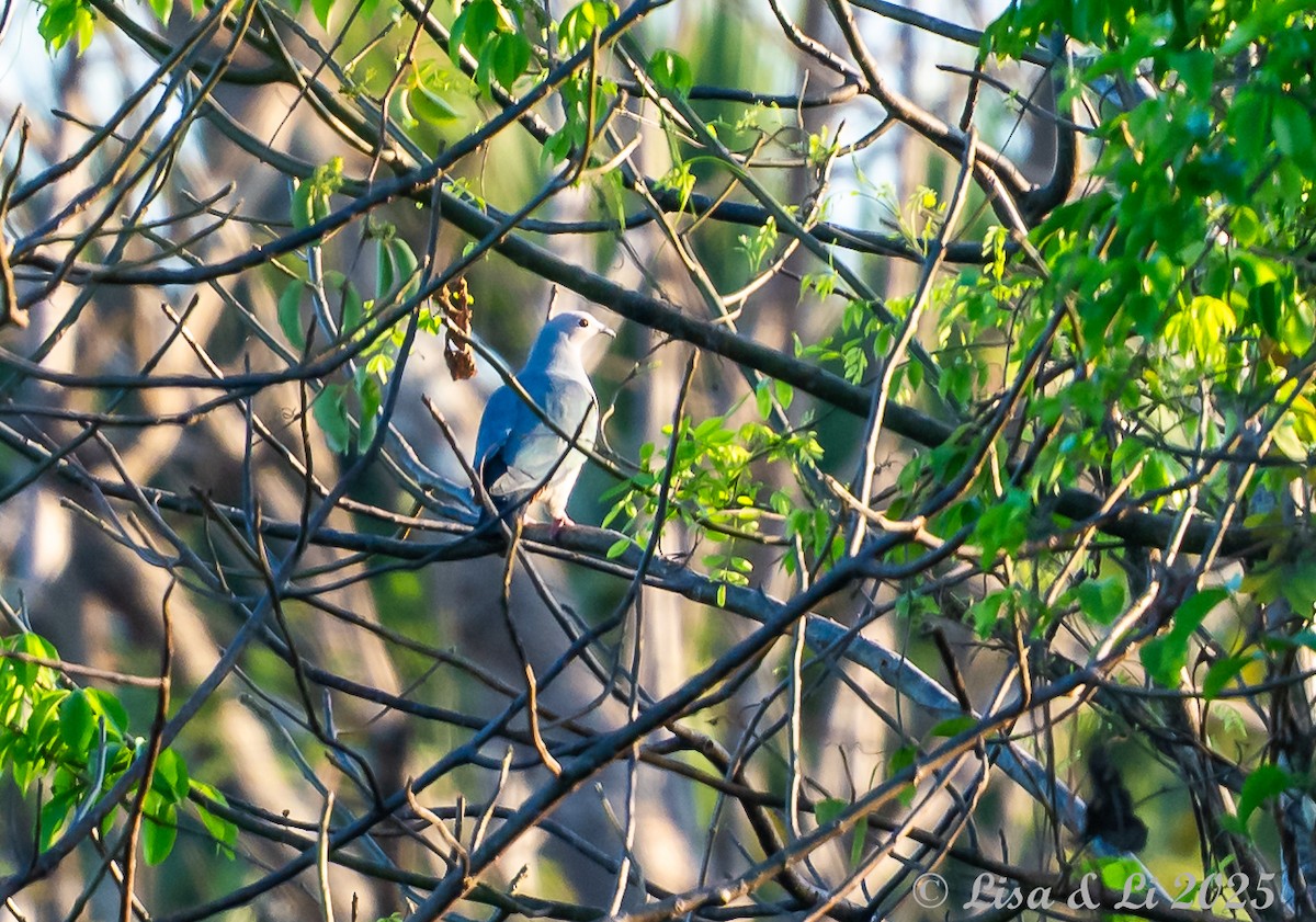 Pink-headed Imperial-Pigeon - ML643533485