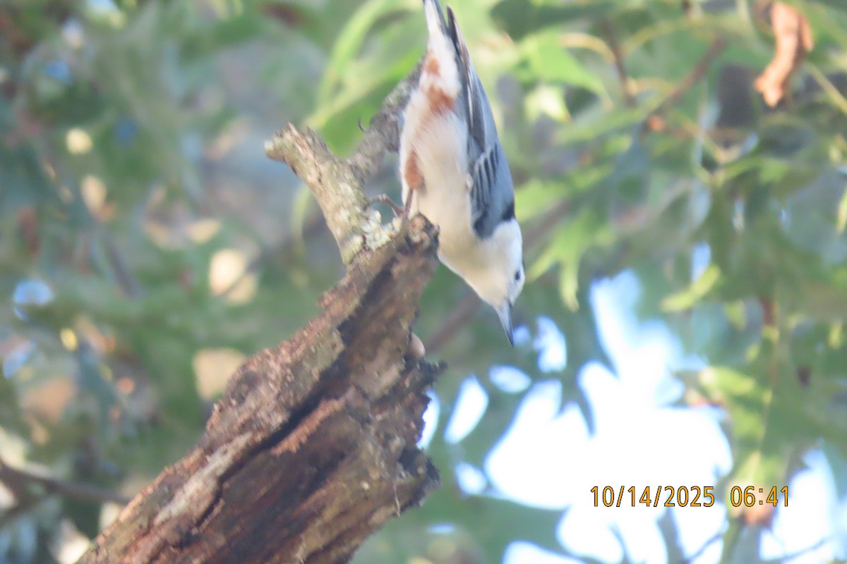 White-breasted Nuthatch - ML643533495