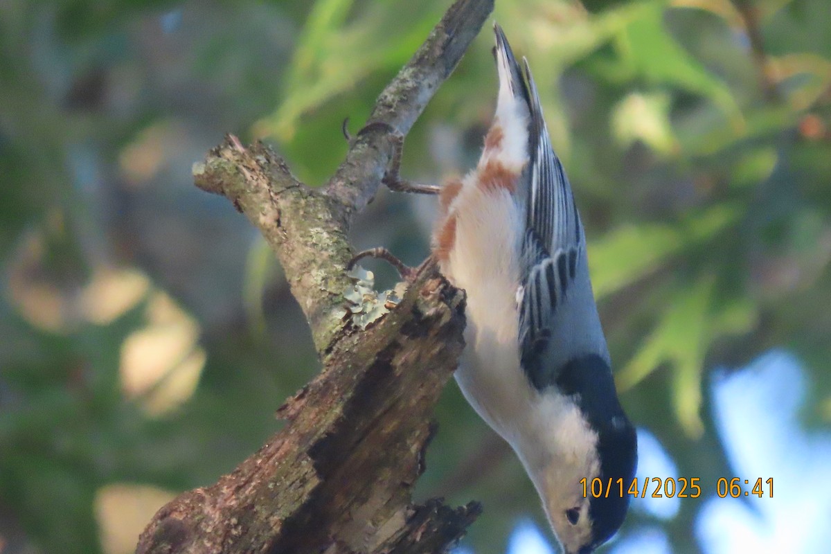 White-breasted Nuthatch - ML643533496
