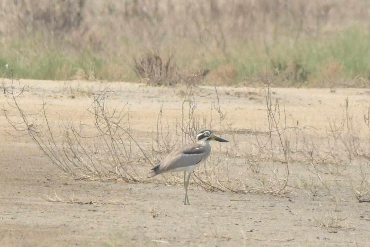 Great Thick-knee - ML643533502
