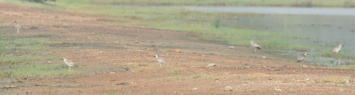 Great Thick-knee - ML643533503