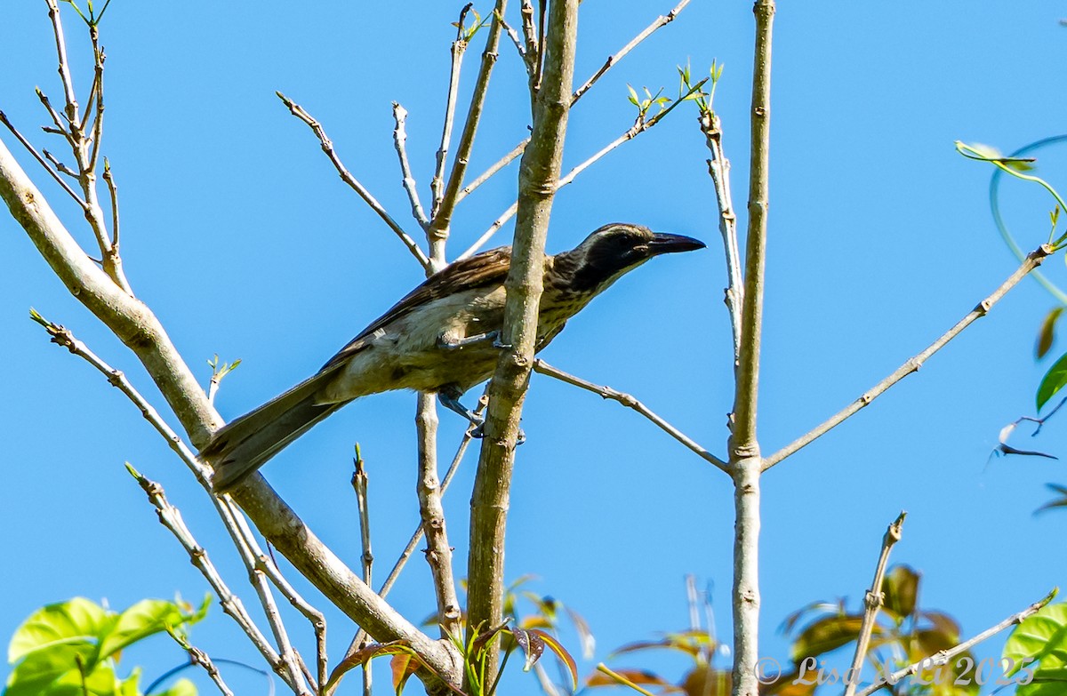 Timor Oriole - ML643533504