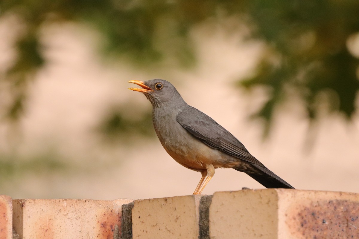Karoo Thrush - ML643533509