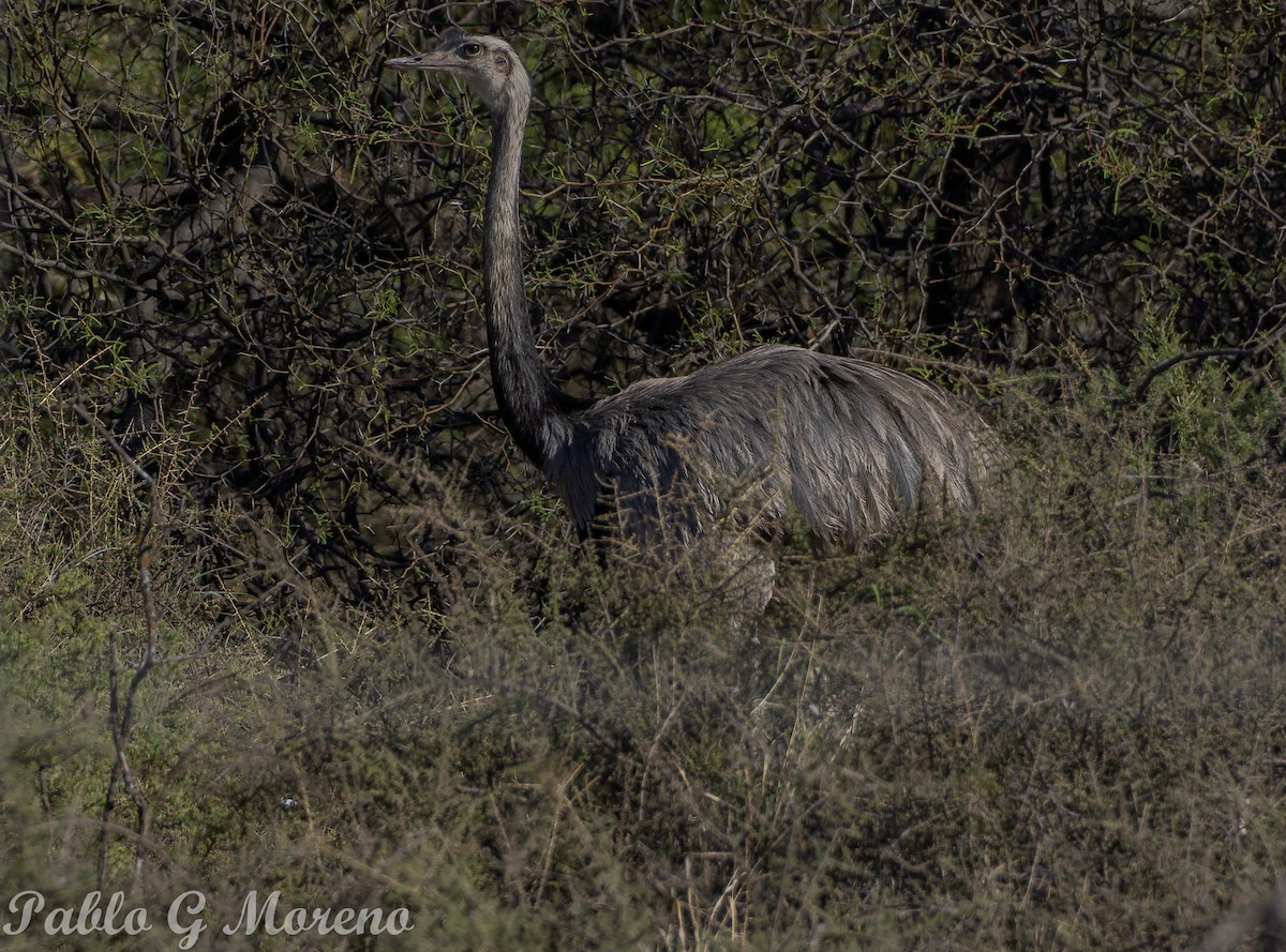 Greater Rhea - ML643533539