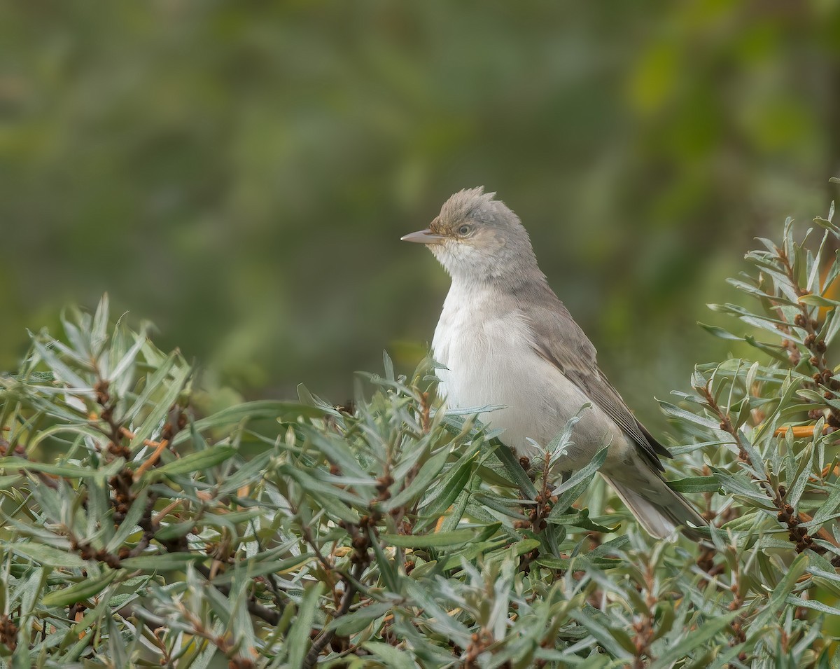 Barred Warbler - ML643533546