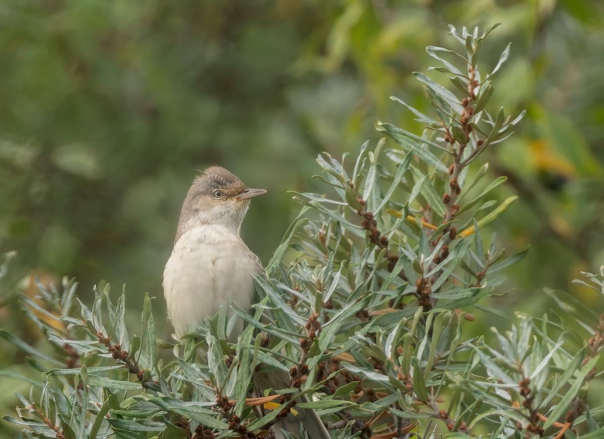 Barred Warbler - ML643533547