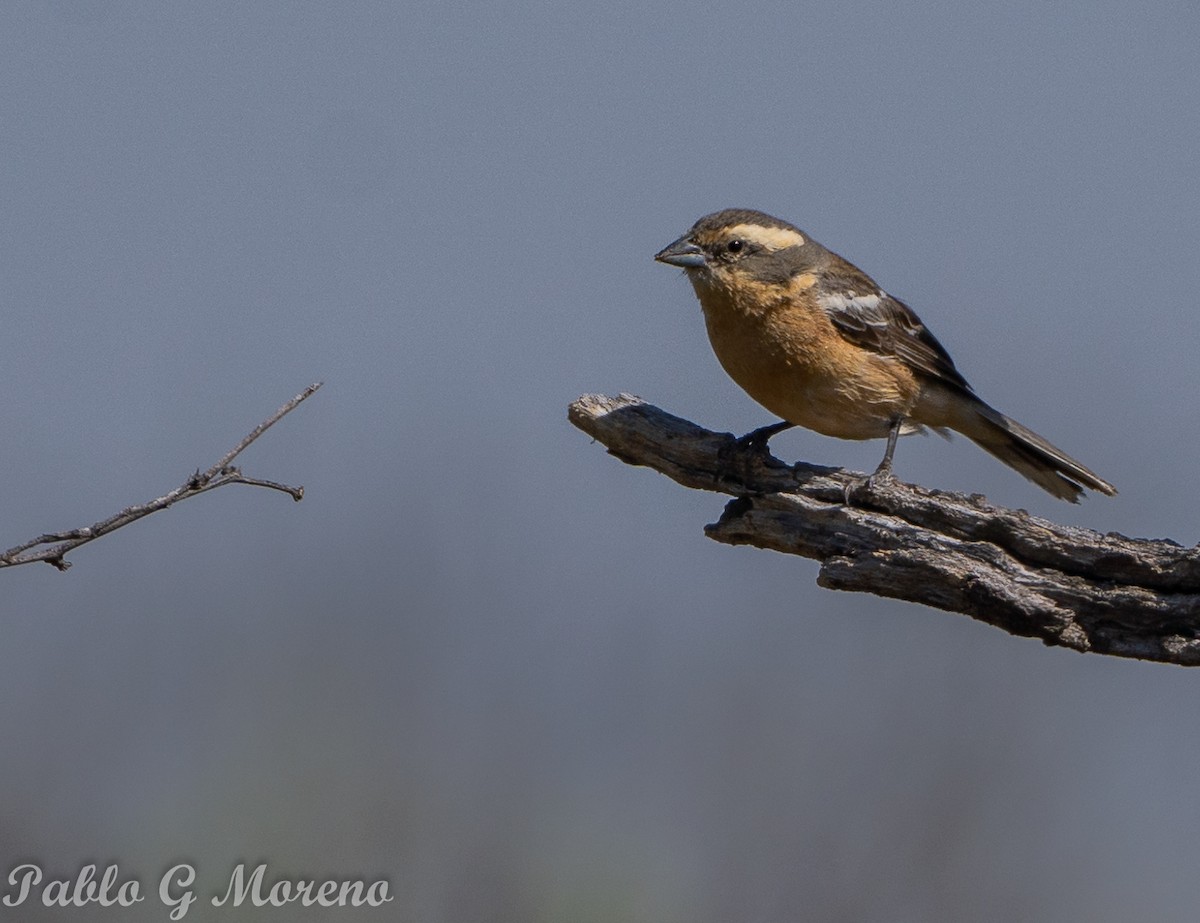 Cinnamon Warbling Finch - ML643533566
