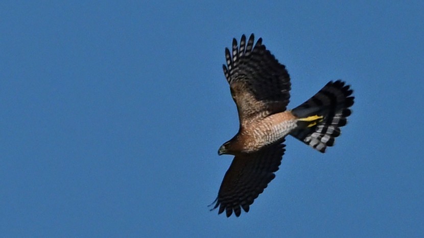 Cooper's Hawk - ML643533576