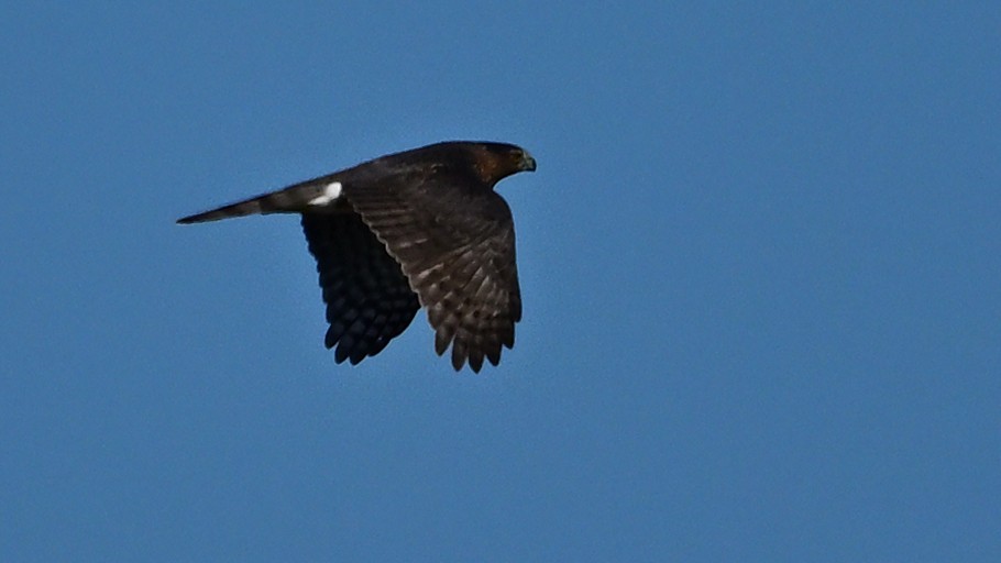 Cooper's Hawk - ML643533577