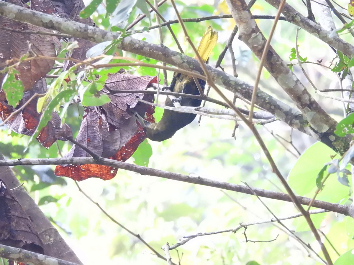 Dusky-green Oropendola - ML643533581