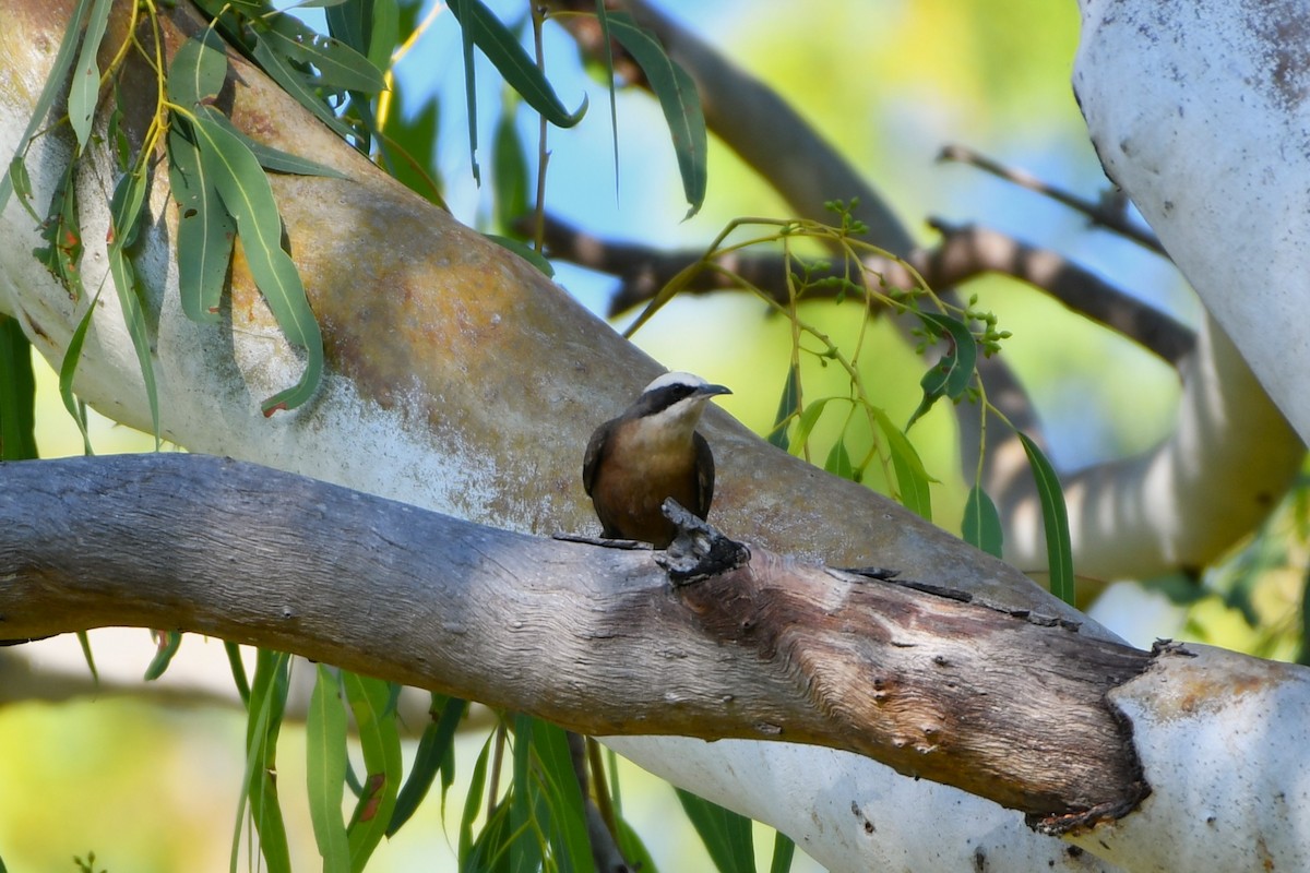 Gray-crowned Babbler - ML643533583