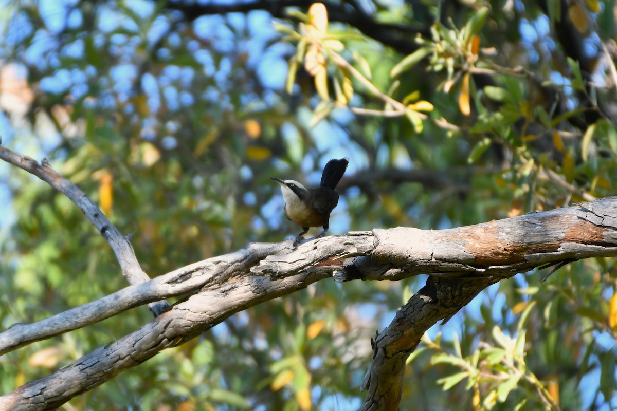 Gray-crowned Babbler - ML643533584