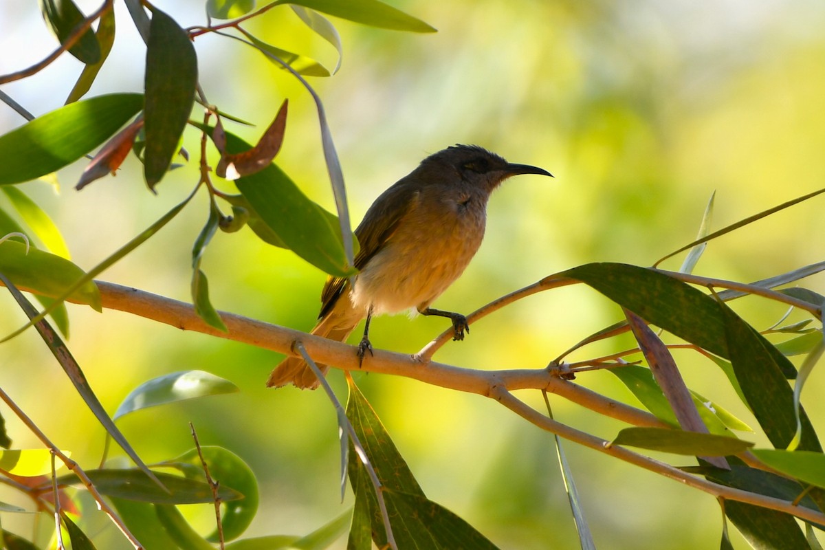 Brown Honeyeater - ML643533588