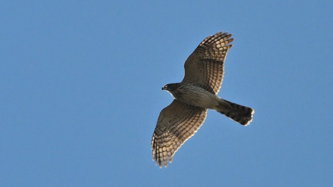 Red-shouldered Hawk - ML643533590