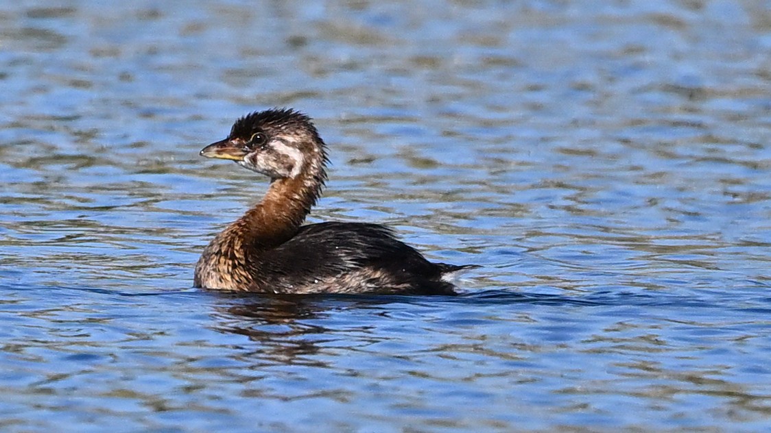 Pied-billed Grebe - ML643533596