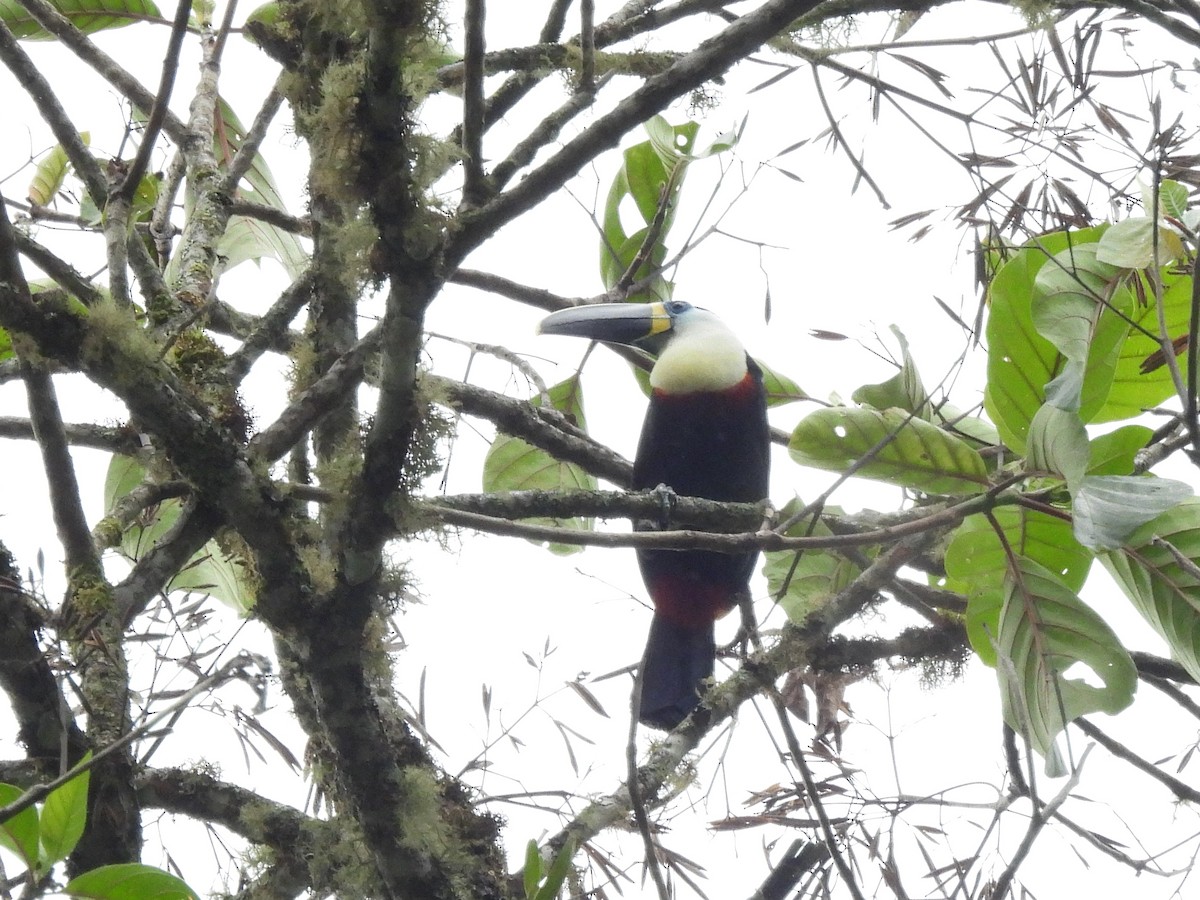 Channel-billed Toucan (Yellow-ridged) - ML643533597