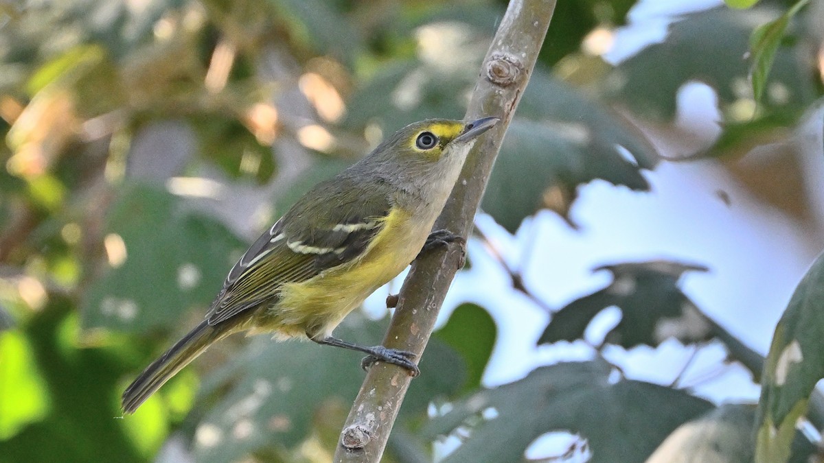 White-eyed Vireo - ML643533598