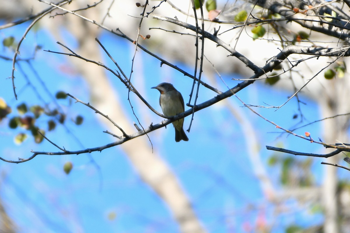 Rufous-throated Honeyeater - ML643533600