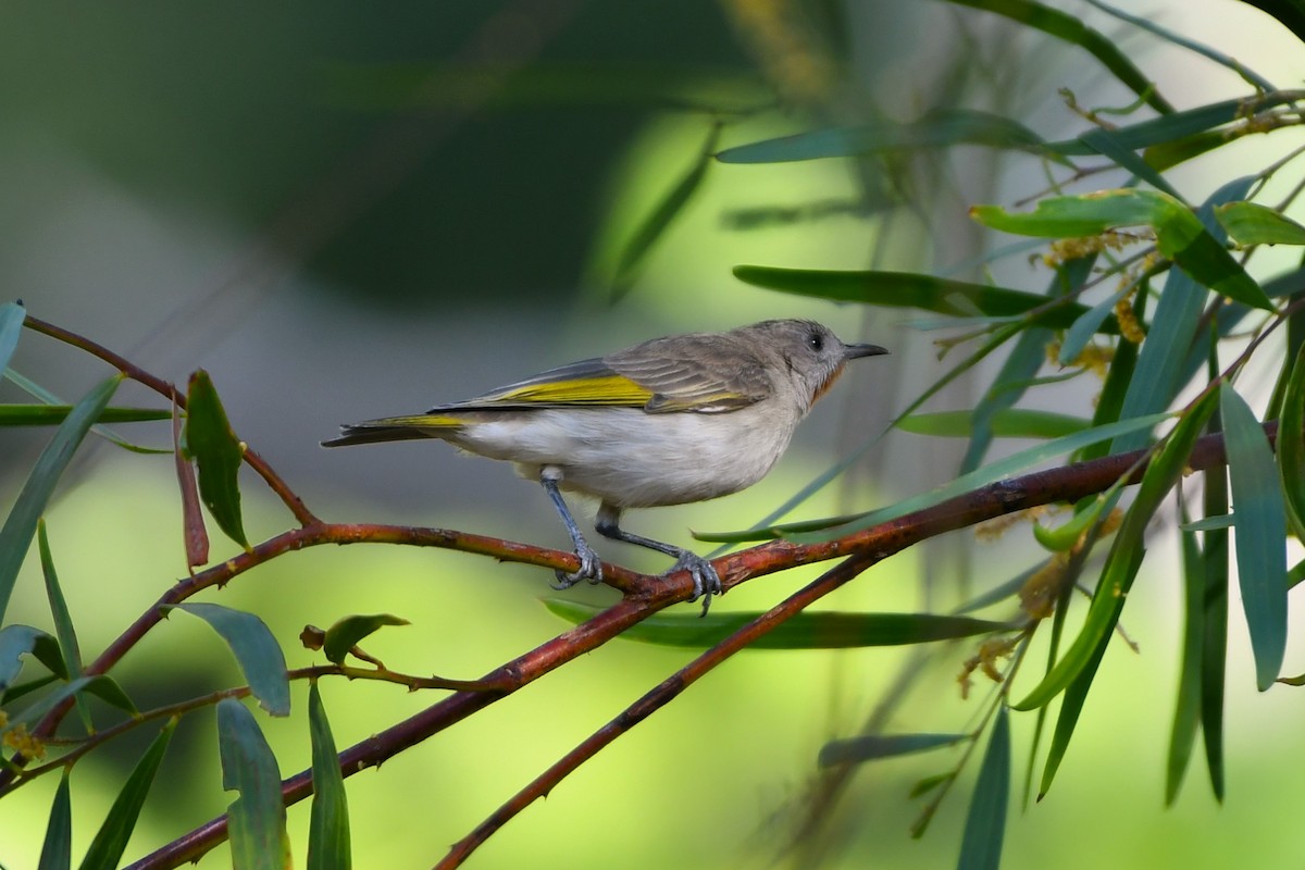 Rufous-throated Honeyeater - ML643533601