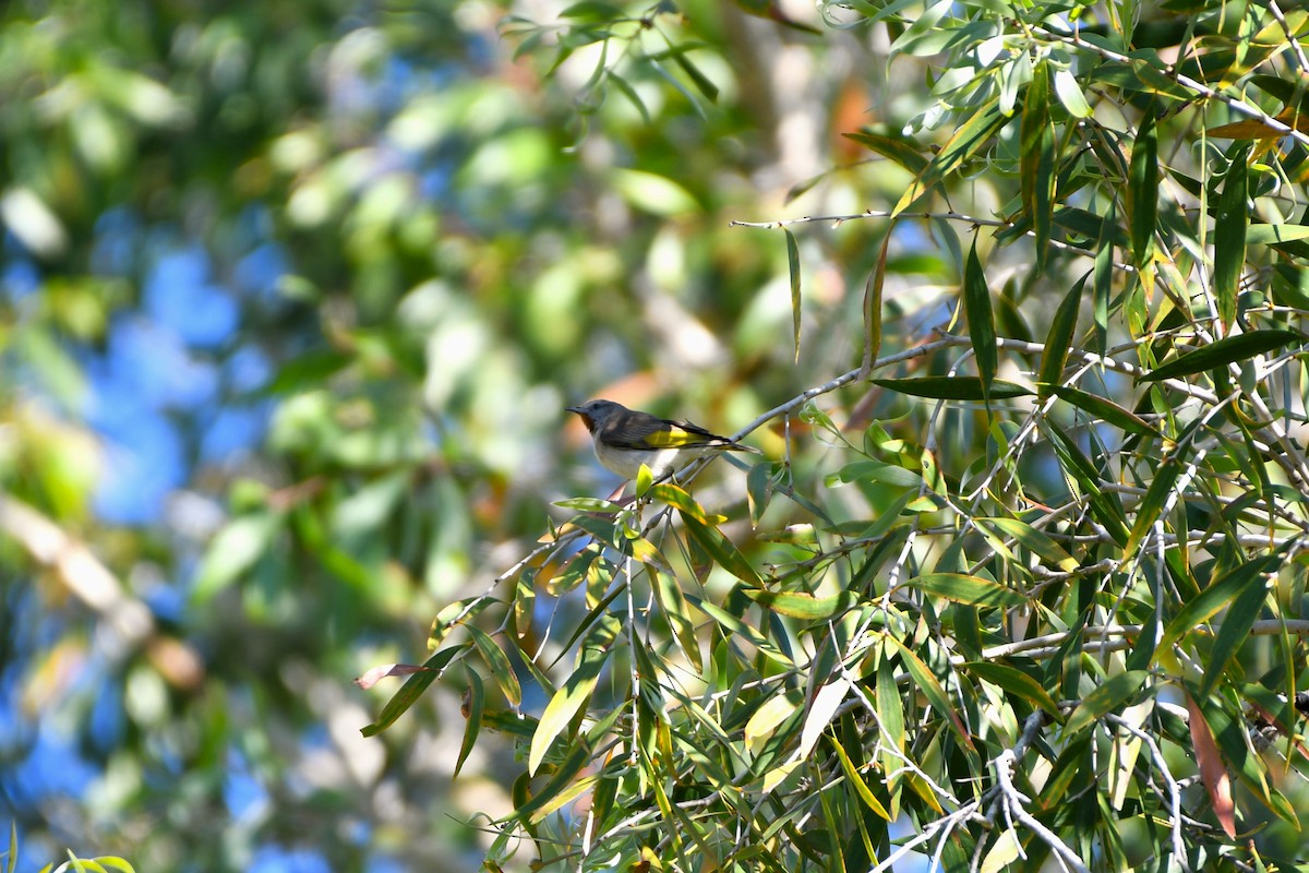 Rufous-throated Honeyeater - ML643533602