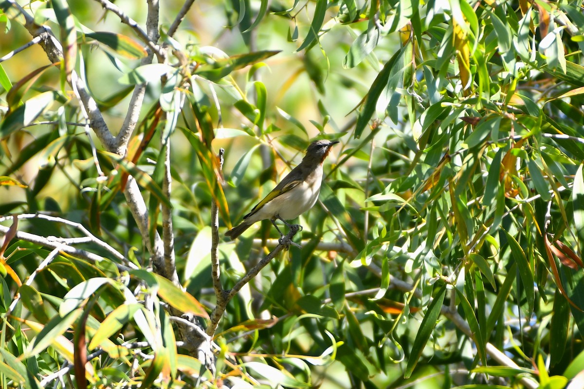 Rufous-throated Honeyeater - ML643533603
