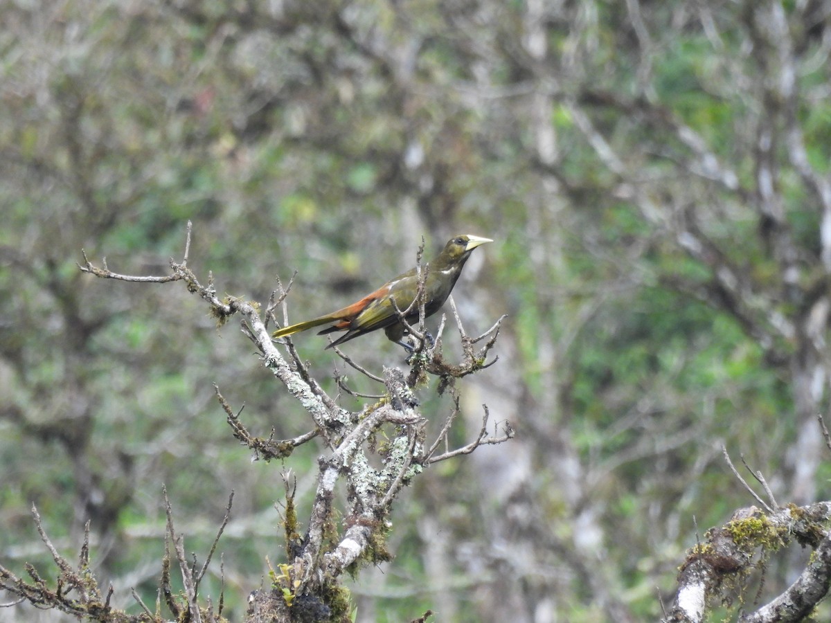 Dusky-green Oropendola - ML643533604