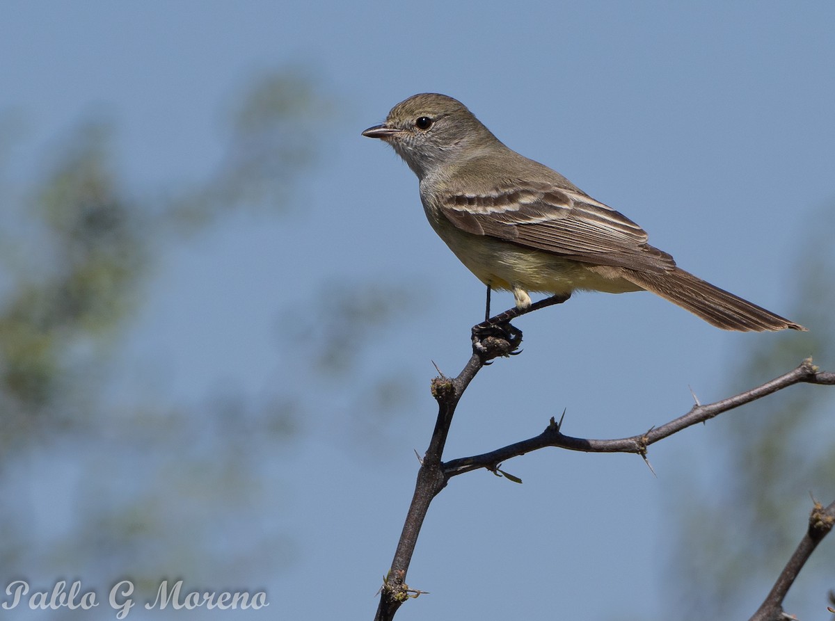 Southern Scrub-Flycatcher - ML643533605