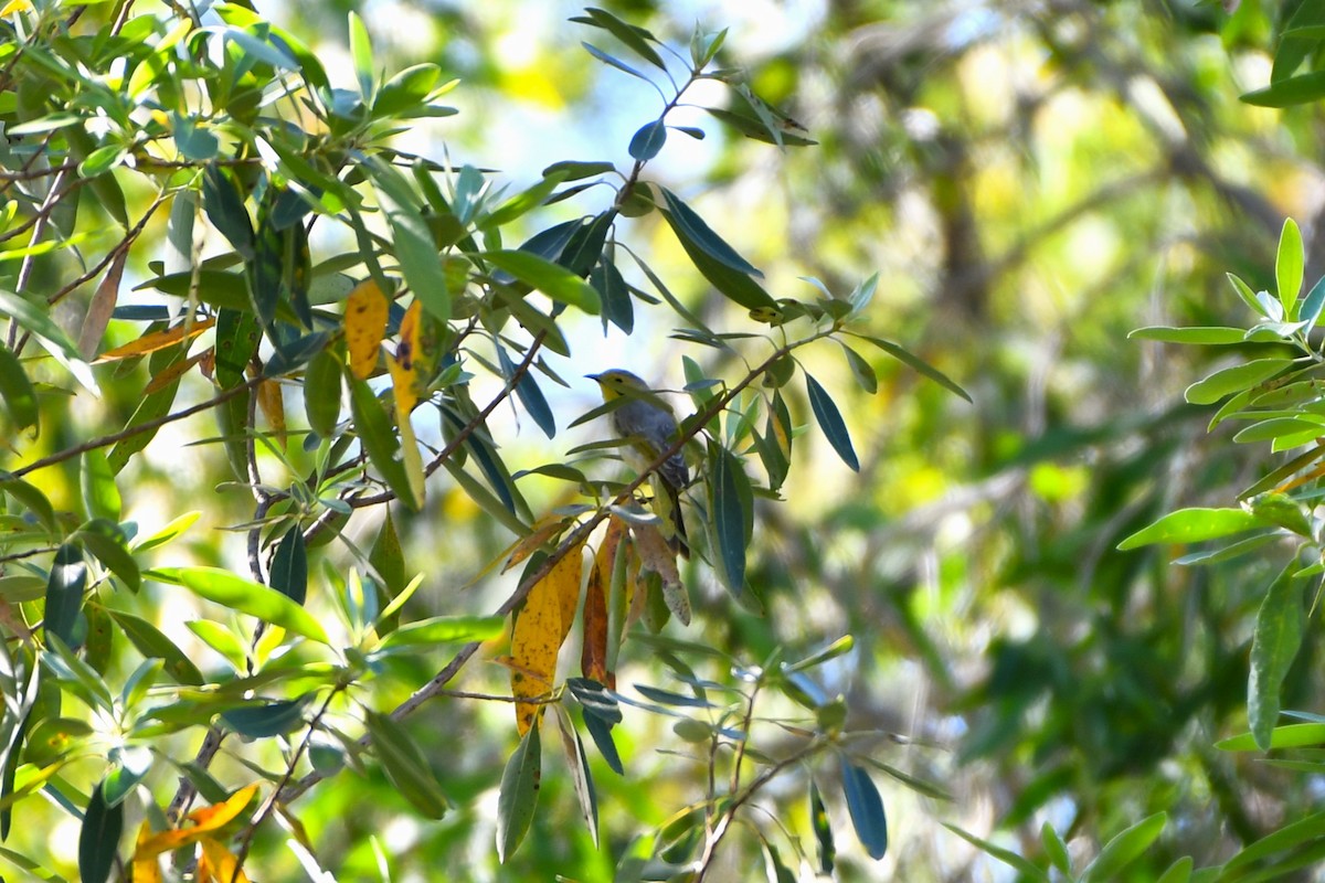 Yellow-tinted Honeyeater - ML643533606
