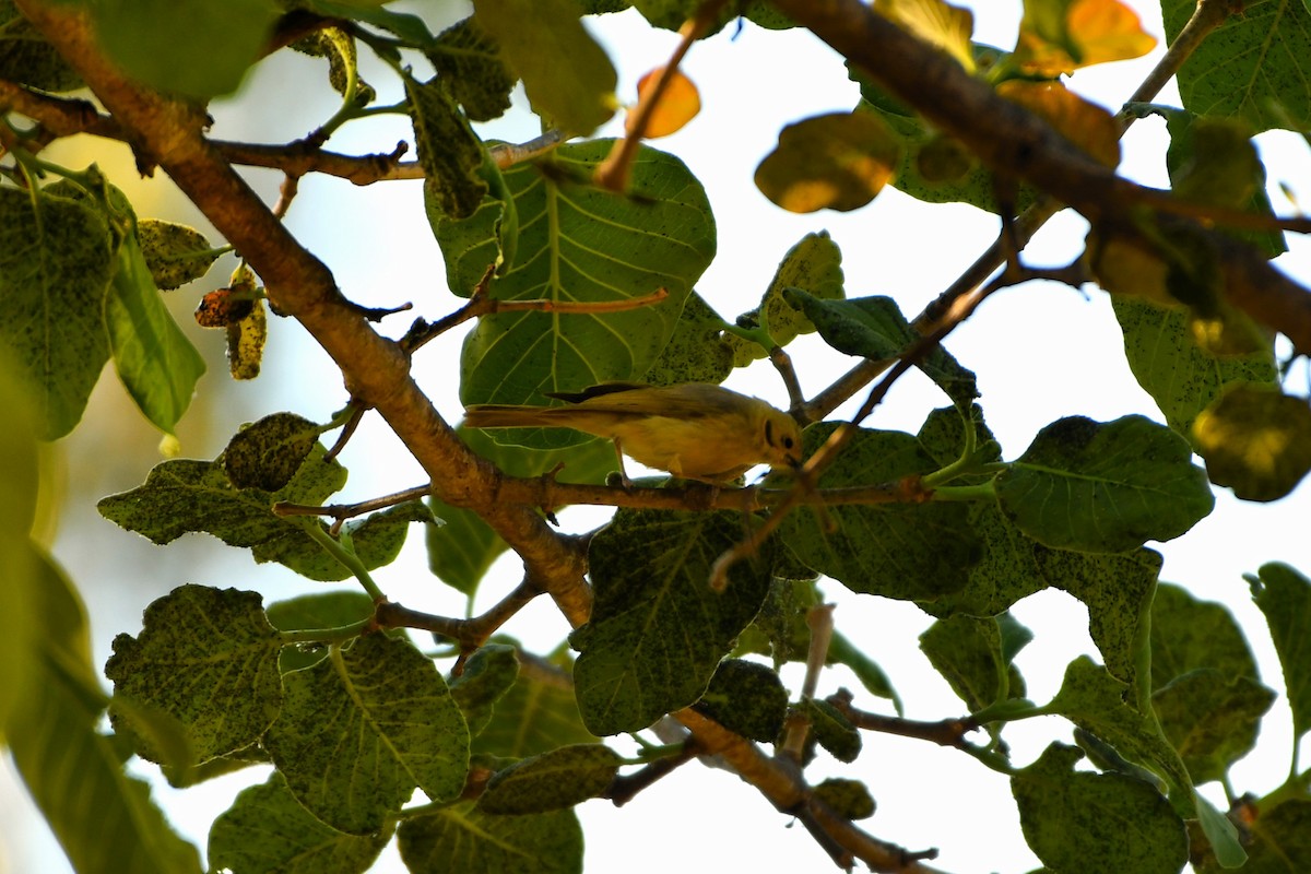 Yellow-tinted Honeyeater - ML643533607