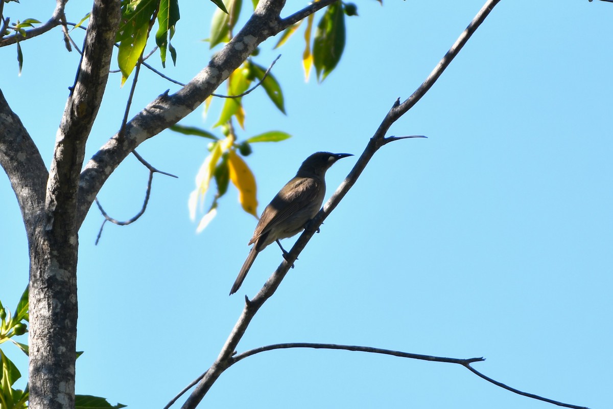 White-gaped Honeyeater - ML643533609