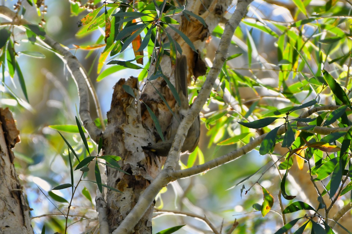 White-gaped Honeyeater - ML643533610