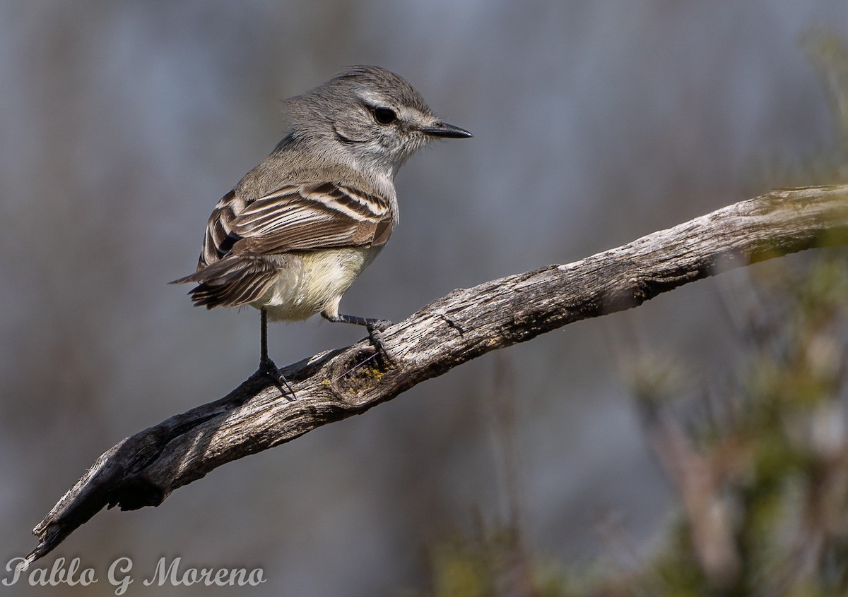 Straneck's Tyrannulet - ML643533614