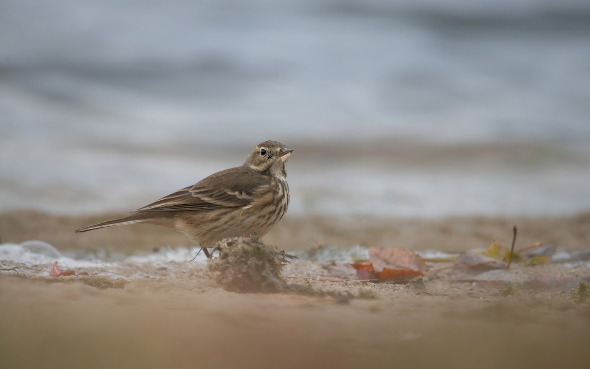 American Pipit - ML643533615