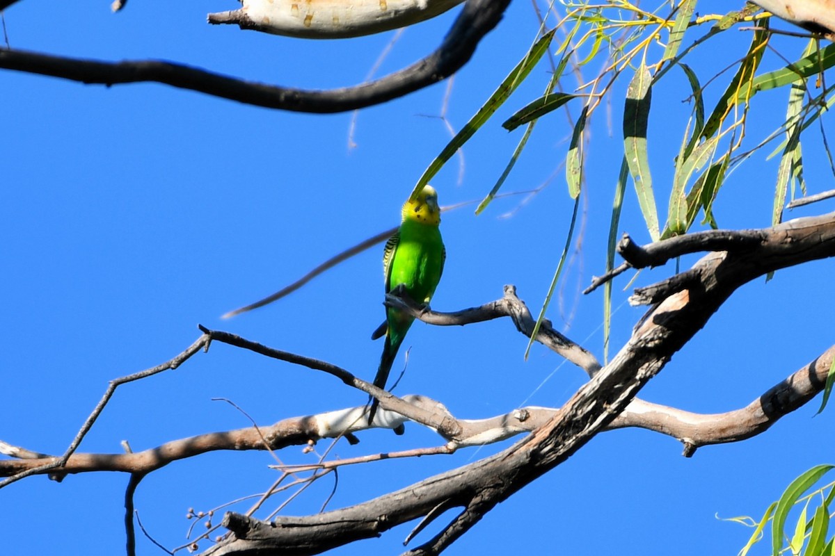 Budgerigar - ML643533626