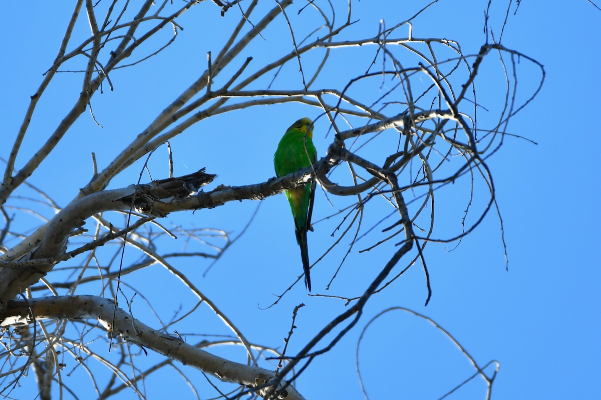 Budgerigar - ML643533627