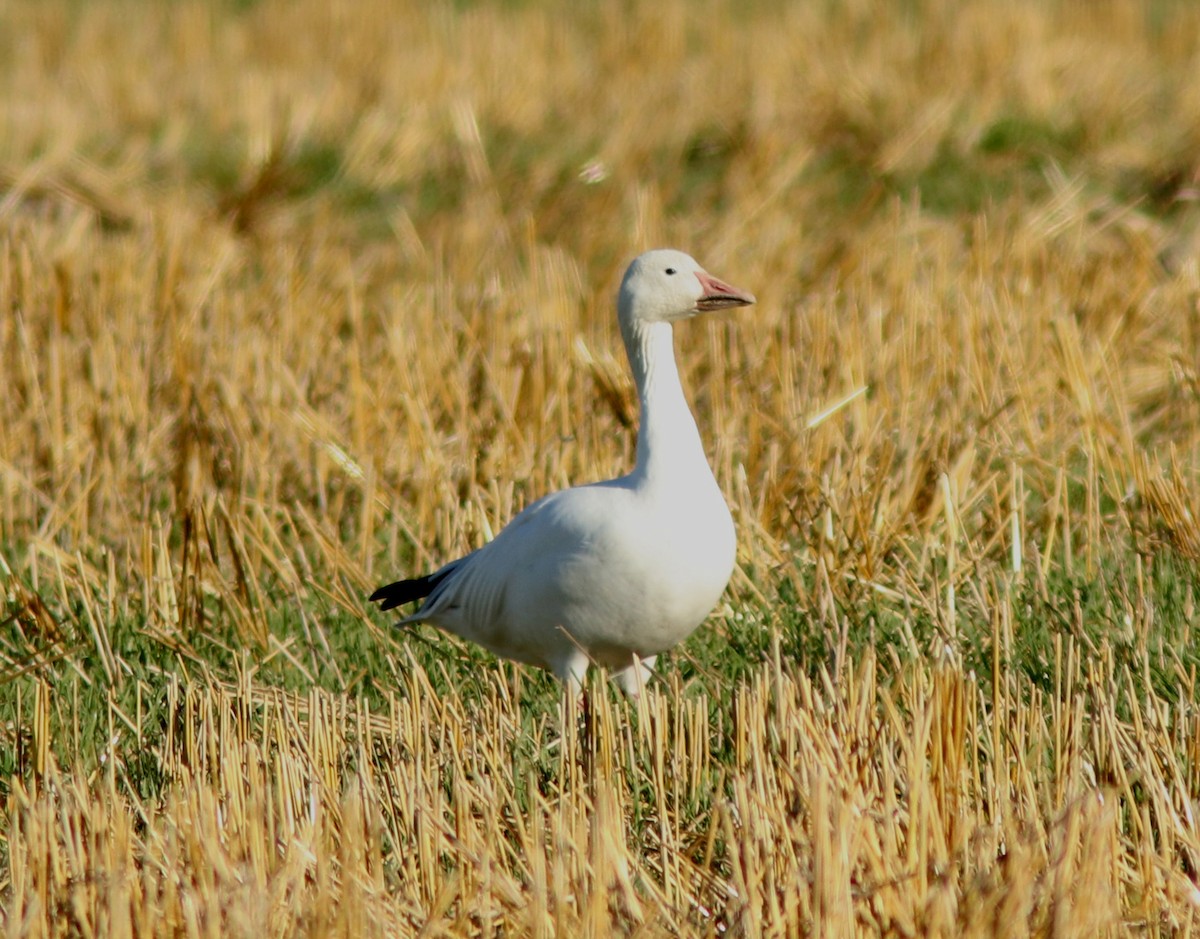 Snow Goose - ML643533636