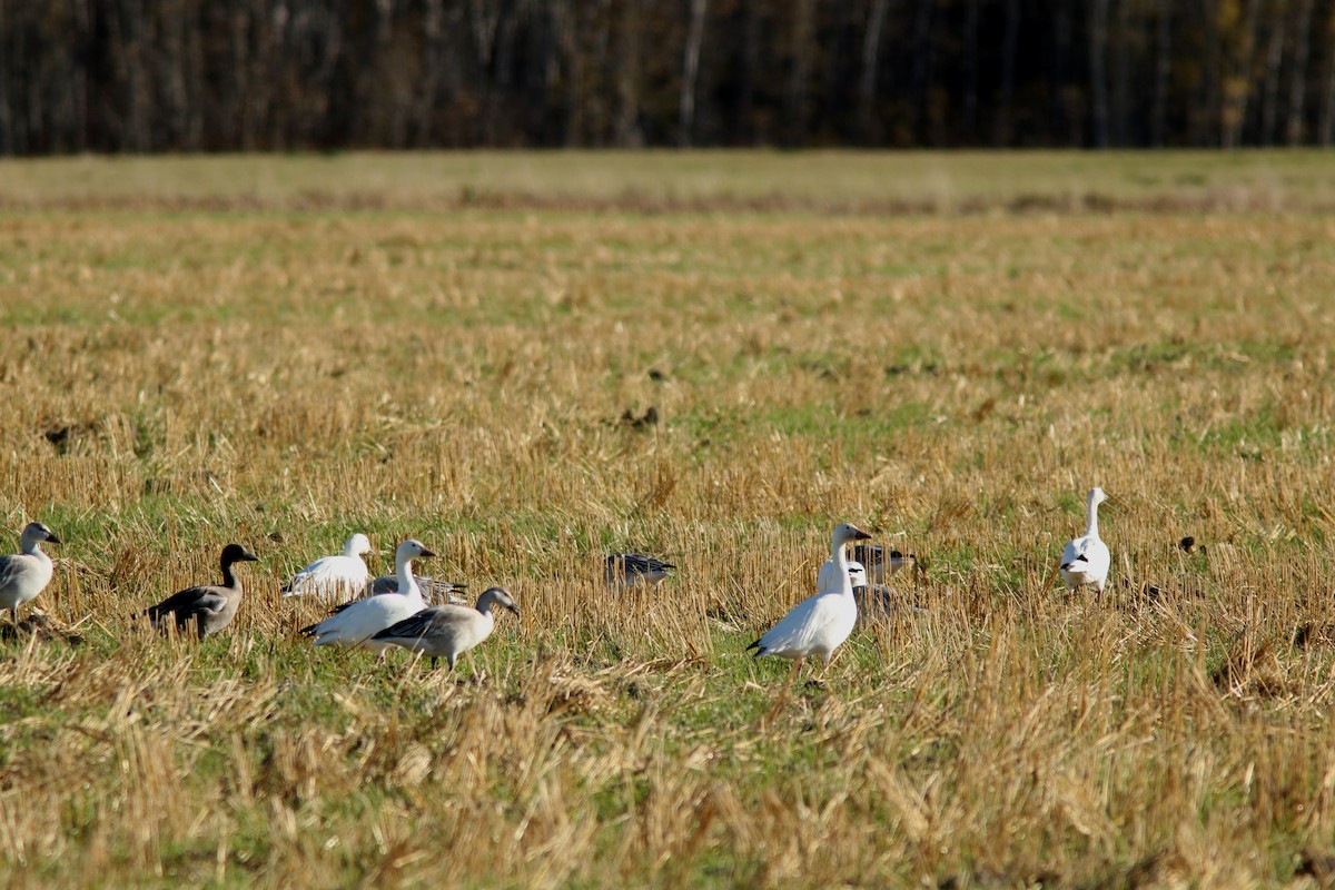 Snow Goose - ML643533637