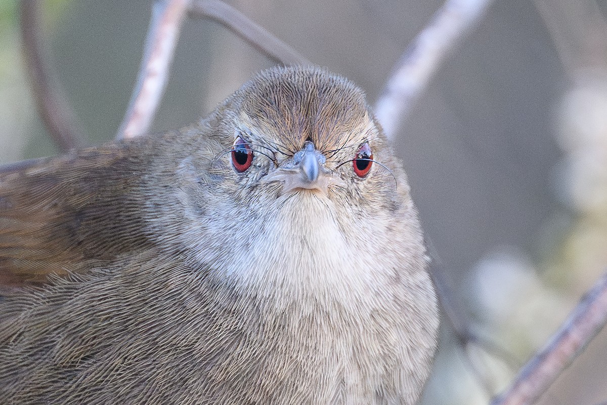 Eastern Bristlebird - ML643533642