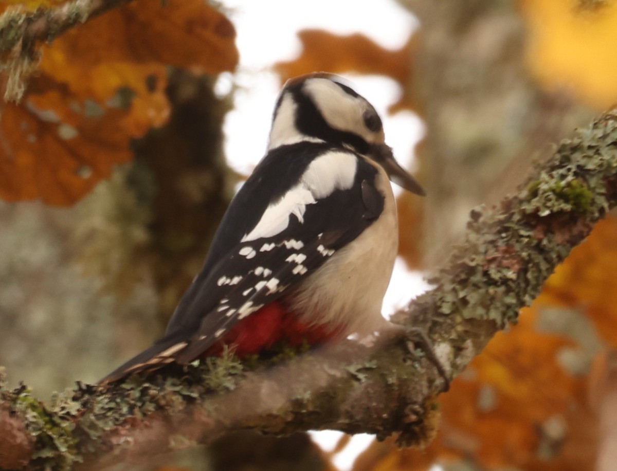 アカゲラ - ML643533657
