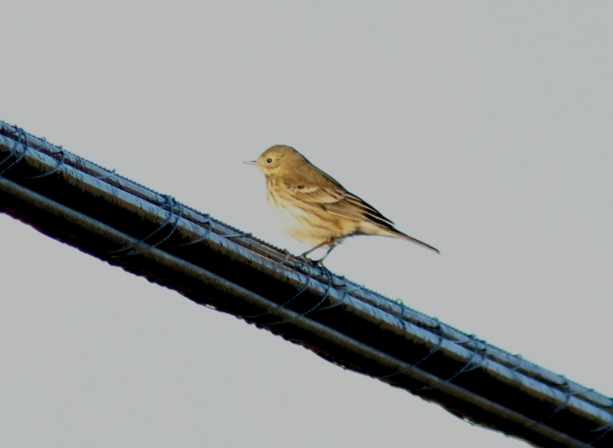 American Pipit - ML643533658