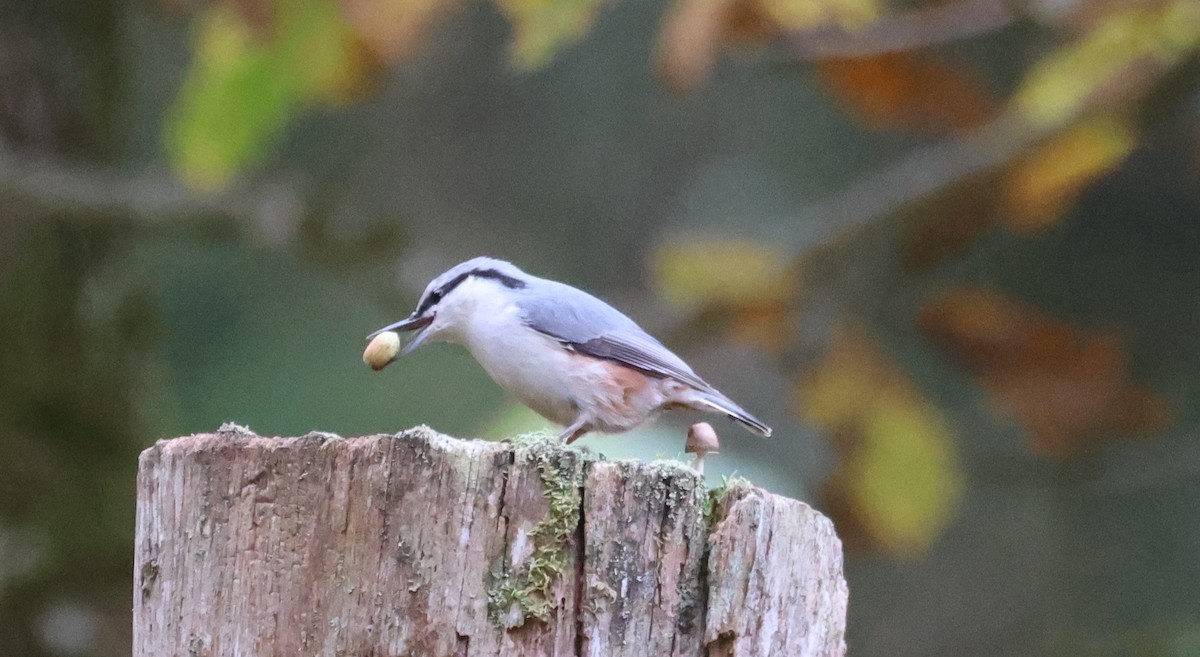 Garrapo eurasiarra - ML643533667