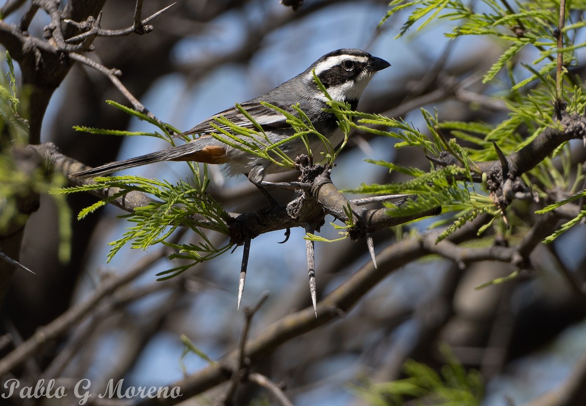 Ringed Warbling Finch - ML643533669